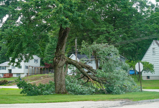 Best Tree Branch Trimming  in Everman, TX